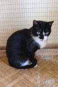 Indi – friendly young female cat for adoption