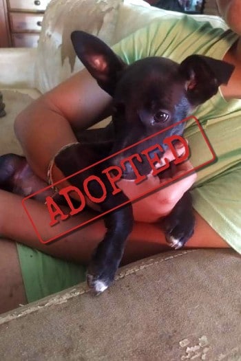 Adopted: Blackie, male Border Collie Podenco cross puppy