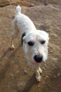 Boomer – sweet young male looking for a home