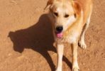 Cassidy, young male dog seeks home