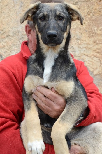 Lilly is a female Mastin German Shepherd mix from a litter of six. Let's find this puppy a forever home!