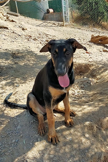 Mora, young female dog for adoption