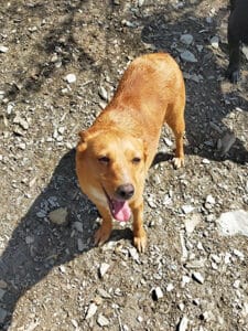 Nina, perrita rescatada de la perrera está en adopción