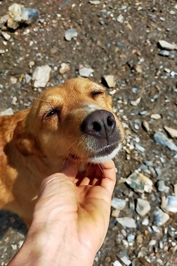 Nina, perrita rescatada de la perrera está en adopción