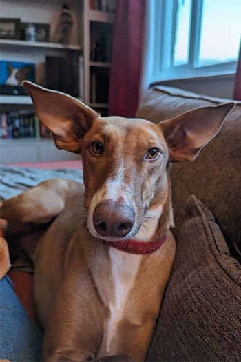 Dori, Podenco in UK foster looking for forever home