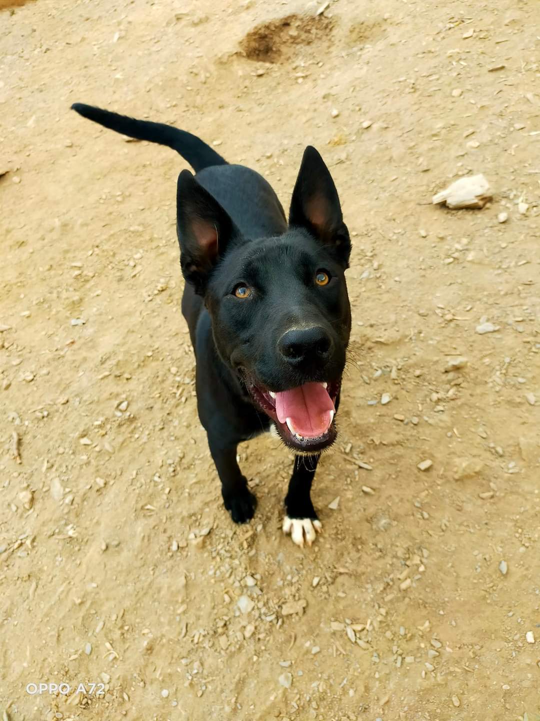 Leo, male dog for adoption, Spain