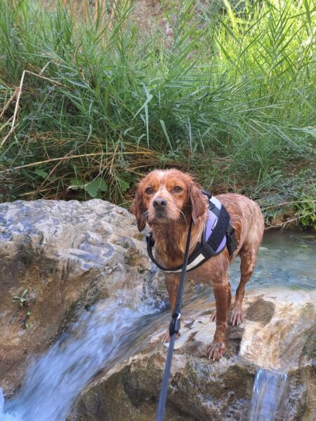 Noa female Breton Spaniel