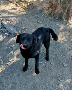 Joanna - Cruce de springer spaniel y border collie para adopción