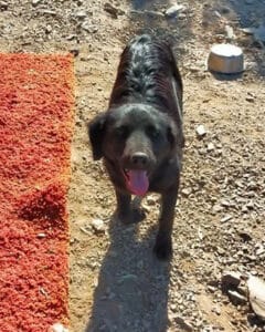Joanna - Cruce de springer spaniel y border collie para adopción